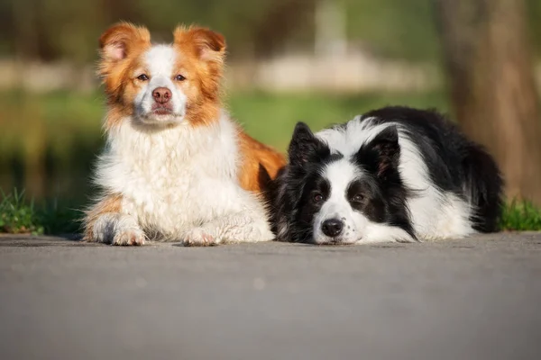 Dwa Przygraniczne Psy Collie Leżące Parku — Zdjęcie stockowe