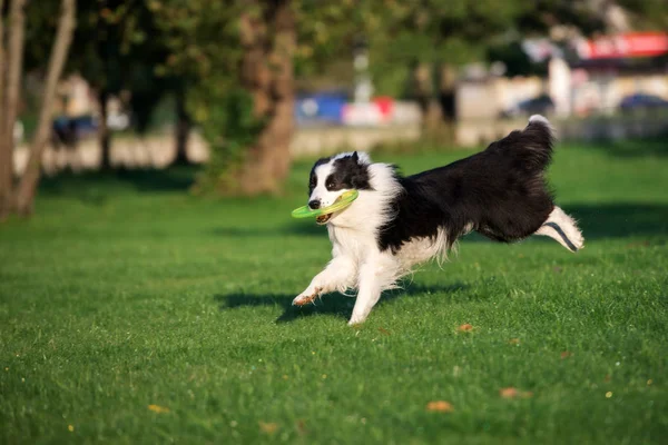 Border Collie Dog Catching Flying Disc — Stock Photo, Image