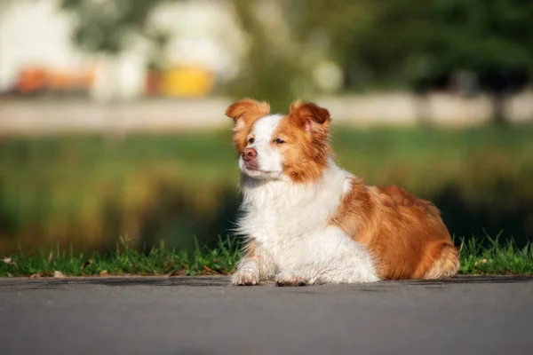 Vermelho Branco Fronteira Collie Cão Deitado Parque — Fotografia de Stock