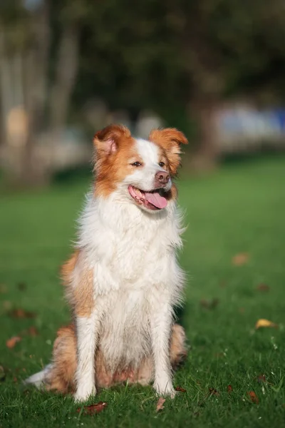 Punainen Valkoinen Raja Collie Koira Istuu Ulkona Kesällä — kuvapankkivalokuva