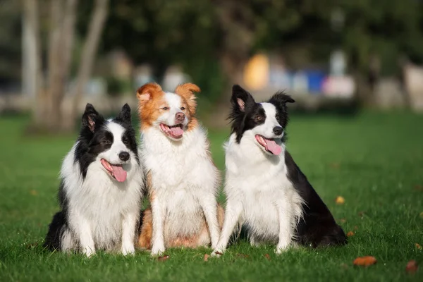 Trzy Przygraniczne Psy Collie Siedzące Razem Parku — Zdjęcie stockowe
