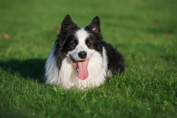 Glad Gräns Collie Hund Porträtt Liggande Gräs — Stockfoto