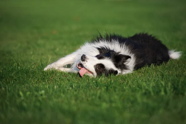 Onnellinen Raja Collie Koira Liikkuvan Ruohoa Kesällä — kuvapankkivalokuva