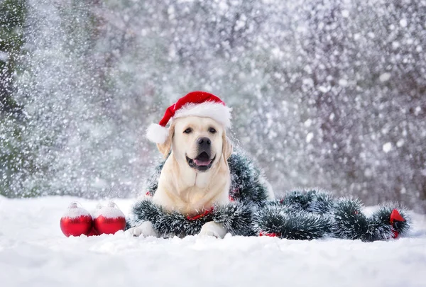 Счастливый Лабрадор Собака Шляпе Санты Позирует Рождественскими Украшениями Снегу — стоковое фото