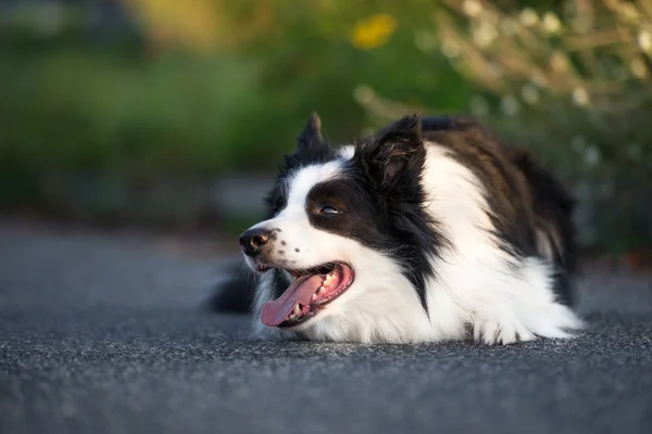 美丽的黑白边境牧羊犬躺在室外人行道上 — 图库照片