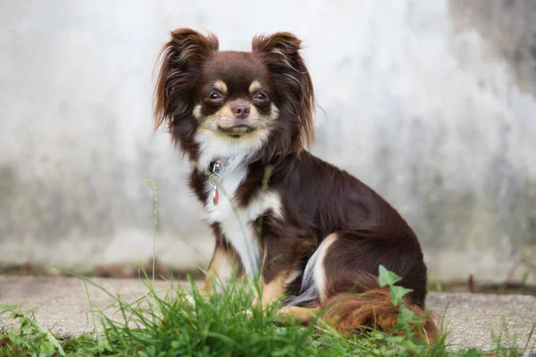Καφέ Σκυλί Chihuahua Κάθεται Εξωτερικούς Χώρους Καλοκαίρι — Φωτογραφία Αρχείου