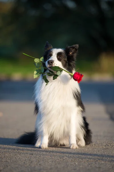 Sınır Çoban Köpeği Ağzında Kırmızı Gül Çiçeği Tutuyor — Stok fotoğraf