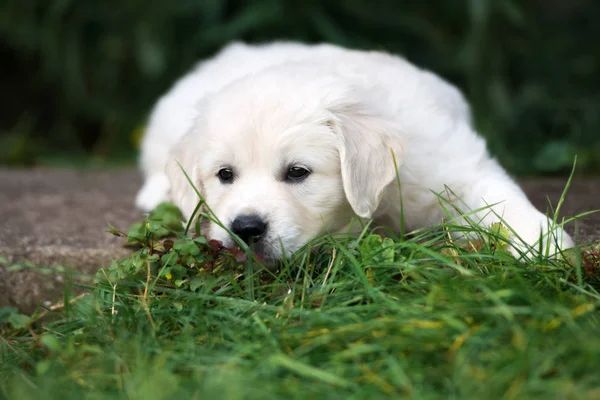 Golden Retriever Puppy Portrait Outdoors Summer — Stok fotoğraf