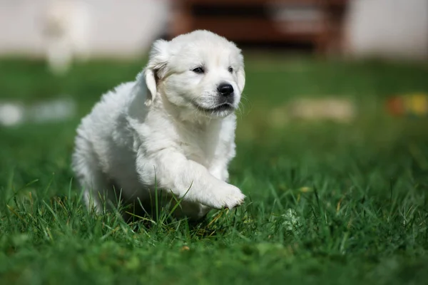 Happy Golden Retriever Puppy Draait Gras Zomer — Stockfoto