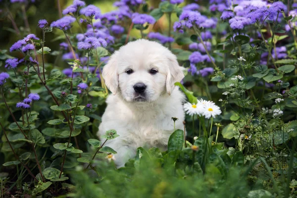 Golden Retriever Kiskutya Portré Szabadban Nyáron — Stock Fotó