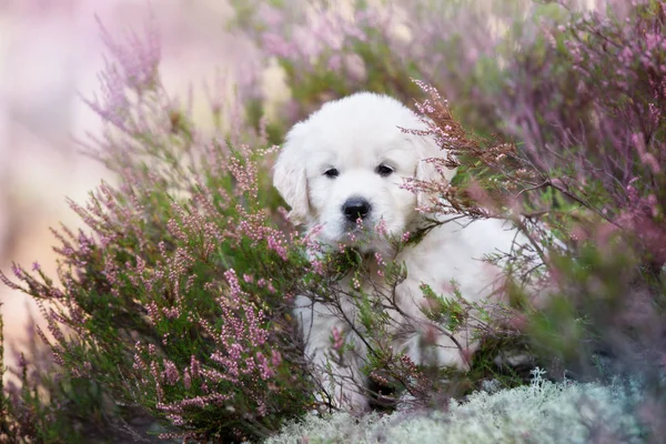 Schattige Golden Retriever Puppy Portret Heide Bloemen Zomer — Stockfoto