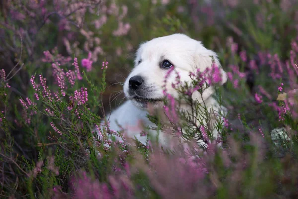 Αξιολάτρευτο Χρυσό Retriever Κουτάβι Πορτρέτο Λουλούδια Ρείκια Καλοκαίρι — Φωτογραφία Αρχείου