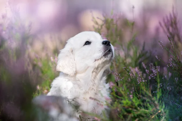 Adorabile Ritratto Cucciolo Golden Retriever Fiori Erica Estate — Foto Stock