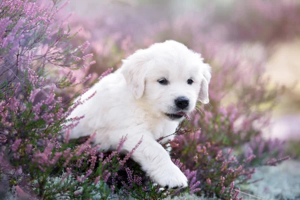 Adorável Golden Retriever Retrato Cachorro Flores Urze Verão — Fotografia de Stock