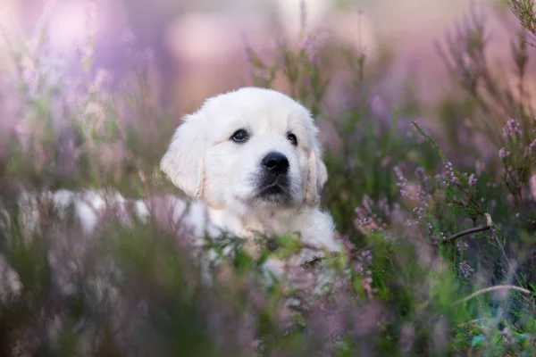Schattige Golden Retriever Puppy Portret Heide Bloemen Zomer — Stockfoto