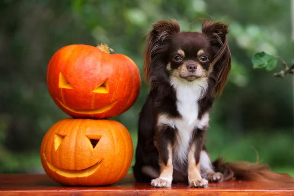 Brown Chihuahua Dog Posing Carved Pumpkins Outdoors — Stockfoto
