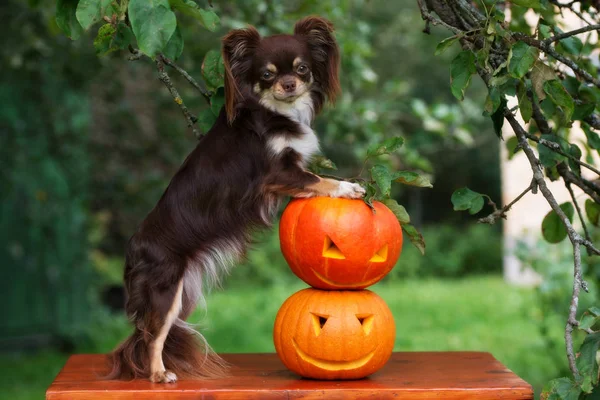 Brauner Chihuahua Hund Posiert Mit Geschnitzten Kürbissen Freien — Stockfoto