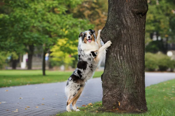 Happy Australian Shepherd Dog Standing Leaning Tree Park — Stock Photo, Image