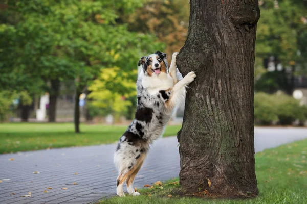 Perro Pastor Australiano Feliz Pie Apoyado Árbol Parque —  Fotos de Stock