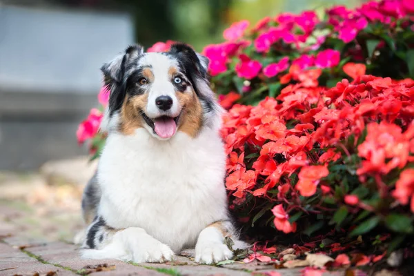 Gelukkige Australische Herder Hond Liggend Naast Begonia Bloemen Zomer — Stockfoto