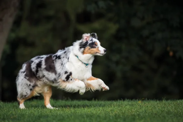 Australian Shepherd Dog Running Park Summer — Stock Photo, Image