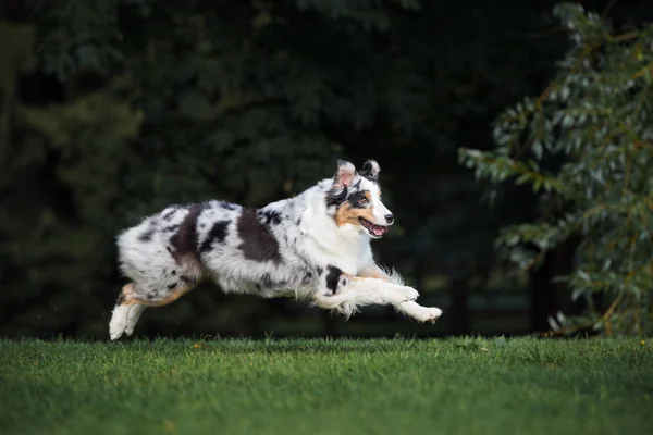 Australian Shepherd Dog Running Park Summer — Stock Photo, Image