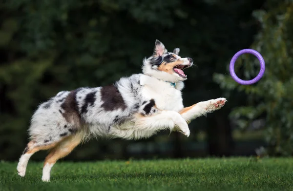 Australian Shepherd Dog Jumping Catch Ring Toy Air — Stock Photo, Image