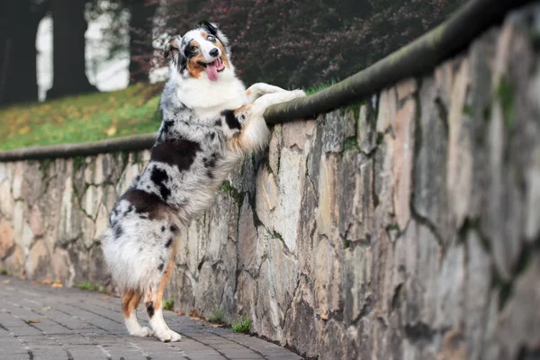 Šťastný Australský Ovčácký Pes Stojící Parku — Stock fotografie