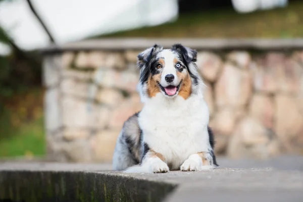 Glad Australier Herde Hund Liggande Utomhus — Stockfoto