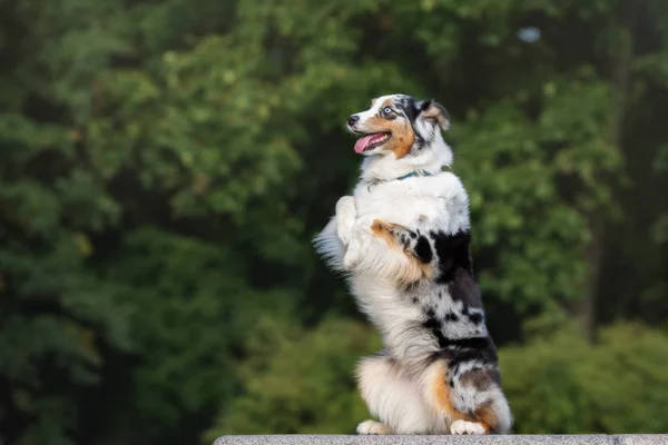 Australian Shepherd Dog Begging Outdoors Summer — Stock Photo, Image