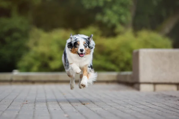 Šťastný Australský Ovčácký Pes Běžící Parku — Stock fotografie