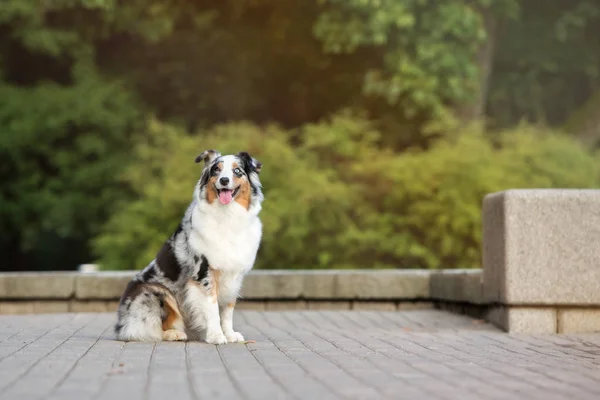 Parkta Oturan Avustralyalı Çoban Köpeği Kutlu Olsun — Stok fotoğraf