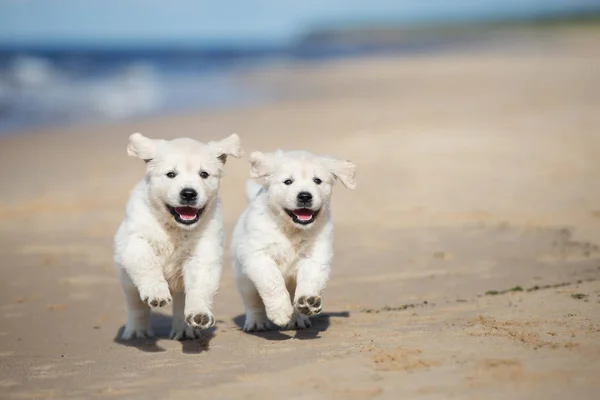 Dos Felices Cachorros Golden Retriever Corriendo Juntos Una Playa — Foto de Stock