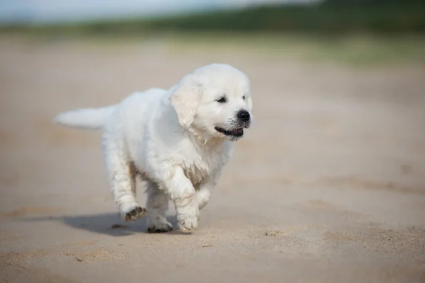 Feliz Filhote Cachorro Golden Retriever Correndo Uma Praia — Fotografia de Stock