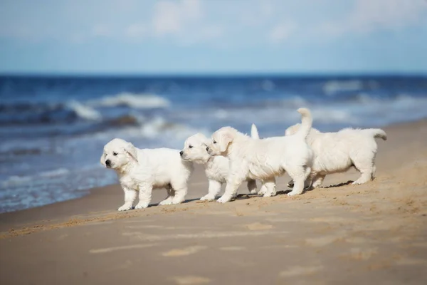 Grupo Filhotes Golden Retriever Uma Praia Junto Mar — Fotografia de Stock