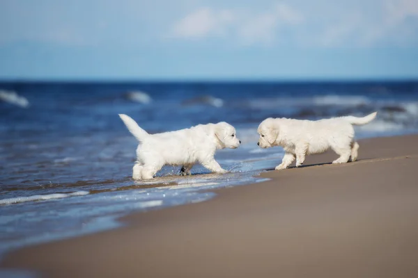 Dos Cachorros Golden Retriever Explorando Agua Una Playa — Foto de Stock