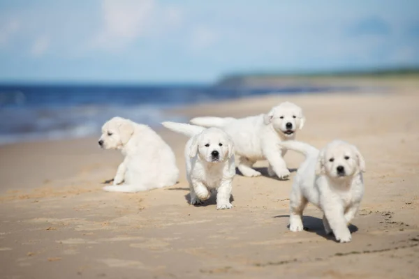 Group Golden Retriever Puppies Walking Beach — Stock Photo, Image