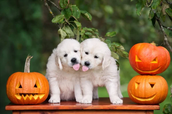 Dos Cachorros Golden Retriever Besándose Aire Libre Con Calabazas Talladas — Foto de Stock