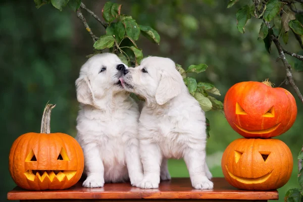 Two Golden Retriever Puppies Kissing Outdoors Carved Pumpkins — Stockfoto