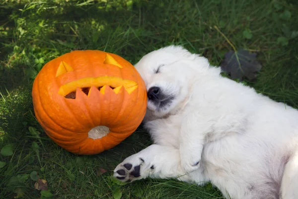 funny puppy sleeping next to a carved pumpkin