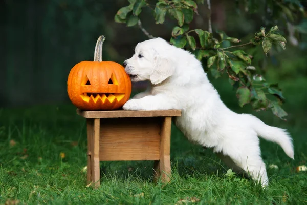 Golden Retriever Puppy Licks Carved Pumpkin — Stockfoto