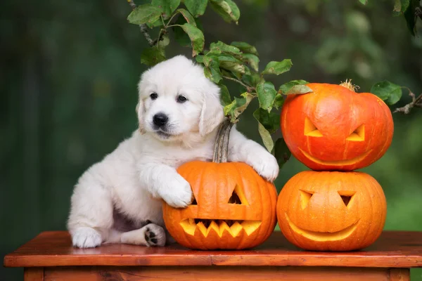 Golden Retriever Valp Kramar Snidad Pumpa Utomhus — Stockfoto