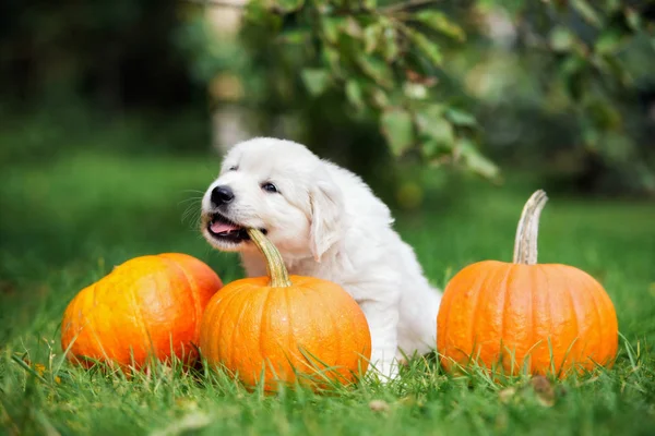 golden retriever puppy biting a pumpkin outdoors