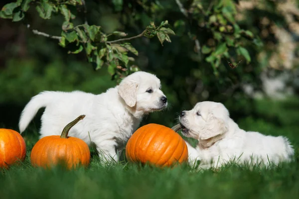 Two Golden Retriever Puppies Playing Pumpkins Grass — Stockfoto