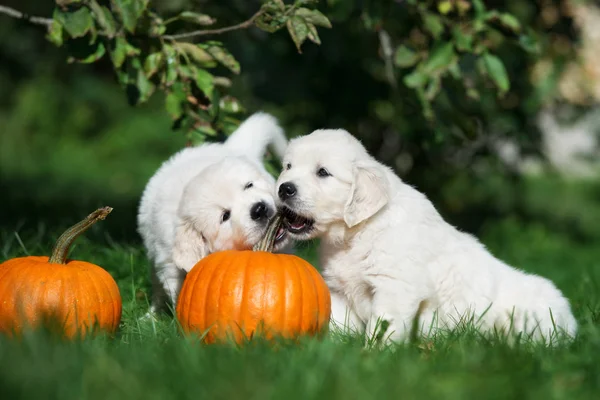 Deux Chiots Golden Retriever Jouant Avec Des Citrouilles Sur Herbe — Photo