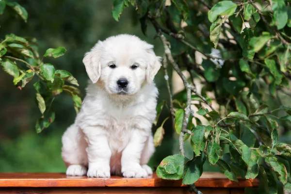 Golden Retriever Kiskutya Pózol Egy Almafa Alatt Nyáron — Stock Fotó