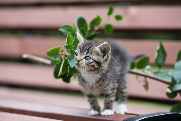 Pequeño Tabby Gatito Posando Banco Aire Libre —  Fotos de Stock