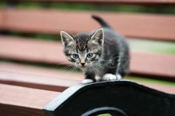 Piccolo Gattino Tabby Posa Una Panchina All Aperto — Foto Stock