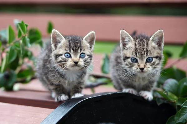 Två Tabby Kattungar Poserar Bänk Tillsammans — Stockfoto