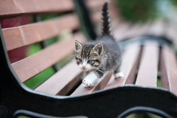 Beau Chaton Tabby Posant Sur Banc Extérieur — Photo